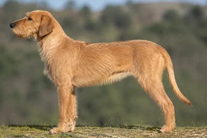 Bosnian Rough-coated Hound — reddish yellow coat