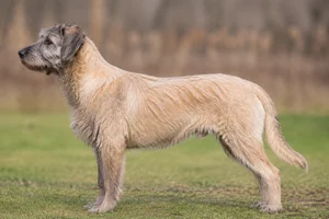 Bosnian Rough-coated Hound — wheaten coat