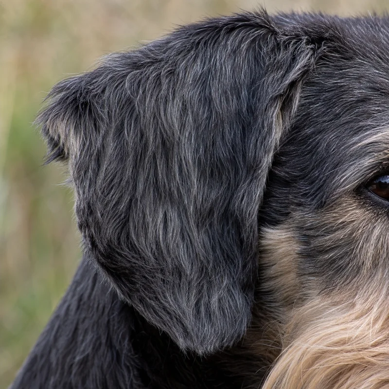 Bosnian Rough-coated Hound — ears