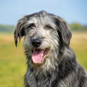 Bosnian Rough-coated Hound — happy
