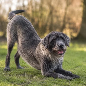 Bosnian Rough-coated Hound — playful