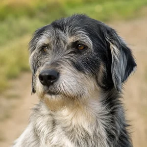 Bosnian Rough-coated Hound — relaxed