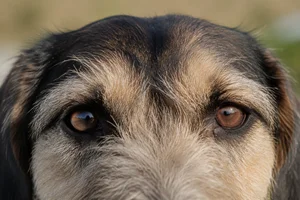 Bosnian Rough-coated Hound — eyes