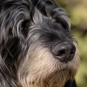 Bosnian Rough-coated Hound — nose