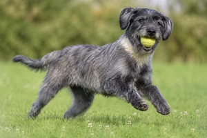 Bosnian Rough-coated Hound — playing