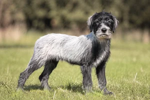 Bosnian Rough-coated Hound — puppy (~4 mo)