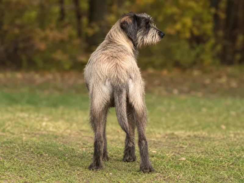 Bosnian Rough-coated Hound — rear