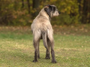 Bosnian Rough-coated Hound — rear