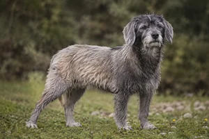 Bosnian Rough-coated Hound — senior