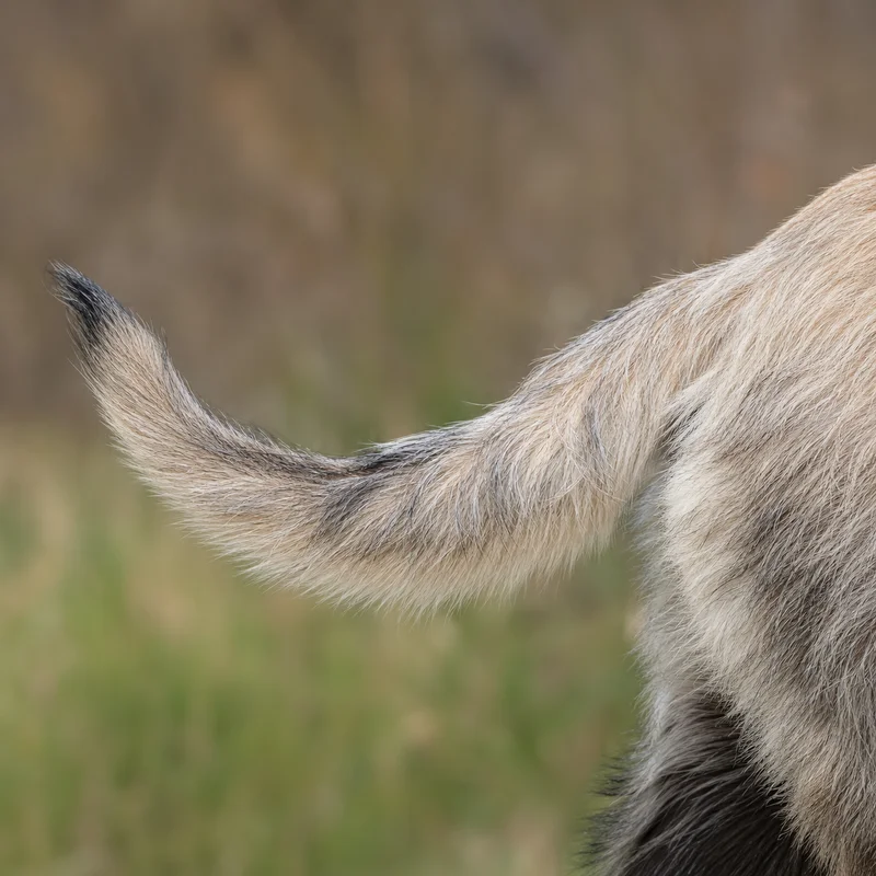 Bosnian Rough-coated Hound — tail