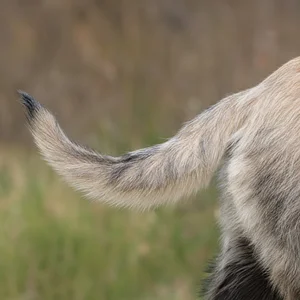 Bosnian Rough-coated Hound — tail
