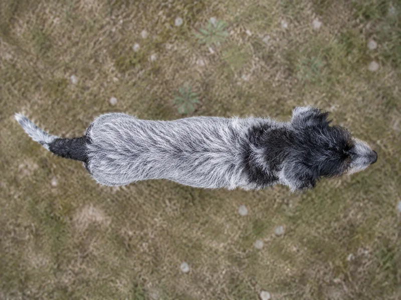 Bosnian Rough-coated Hound — top