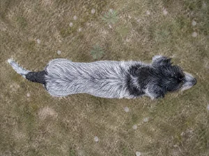 Bosnian Rough-coated Hound — top