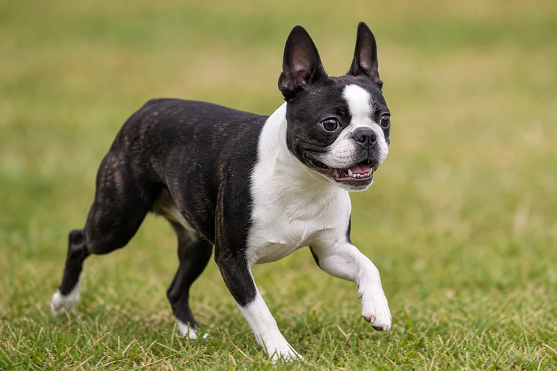 Boston Terrier — running