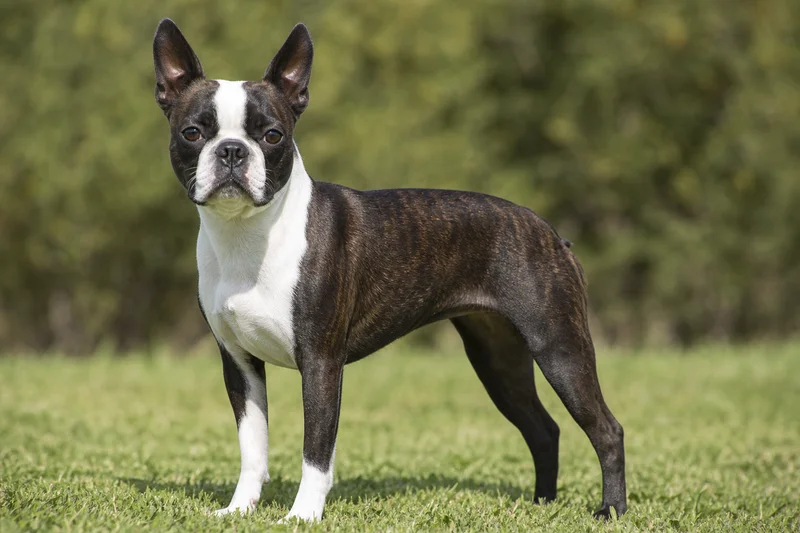 Boston Terrier — adult