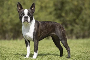 Boston Terrier — adult