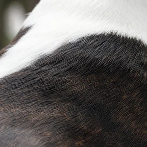 Boston Terrier — coat texture