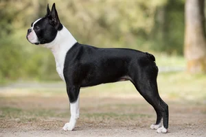 Boston Terrier — black and white coat