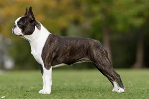 Boston Terrier — brindle and white coat