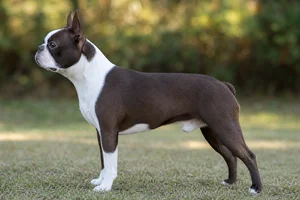 Boston Terrier — seal and white coat