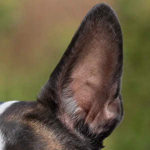 Boston Terrier — ears