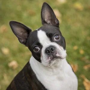 Boston Terrier — alert