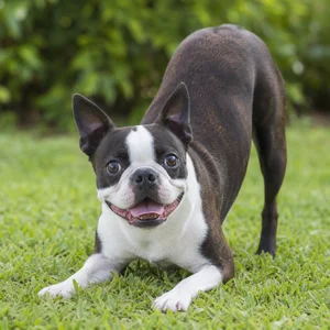 Boston Terrier — playful