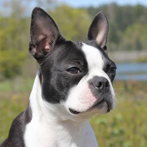 Boston Terrier — relaxed