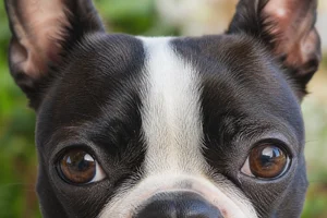 Boston Terrier — eyes