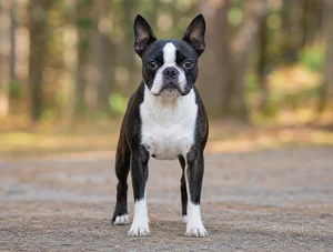 Boston Terrier breed photo