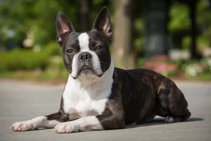 Boston Terrier — lying down