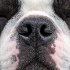 Boston Terrier — nose