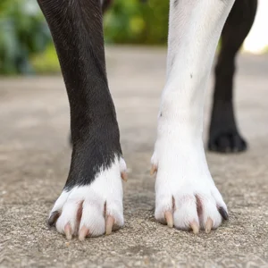 Boston Terrier — paws