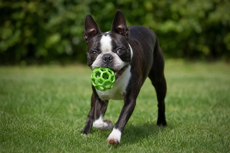 Boston Terrier — playing