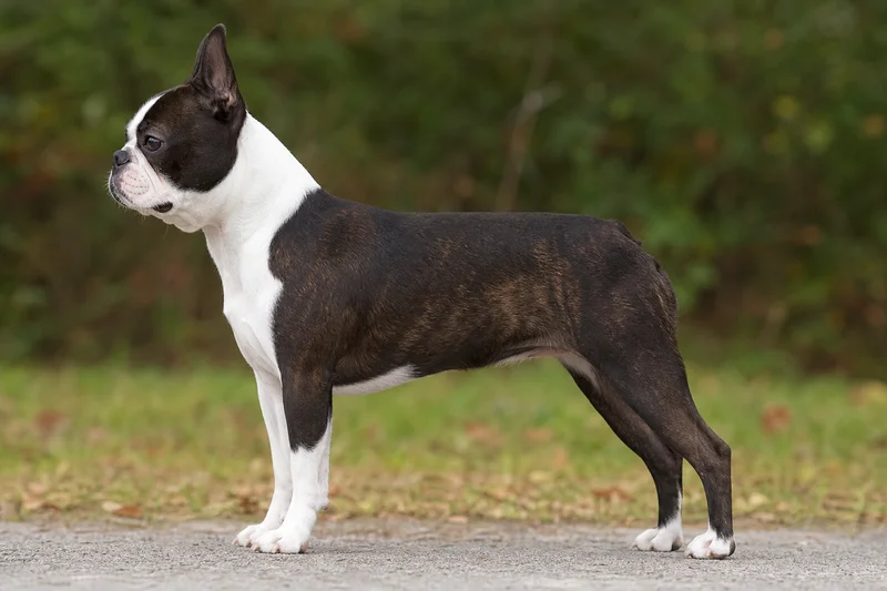 Boston Terrier — side