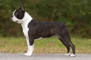 Boston Terrier dog