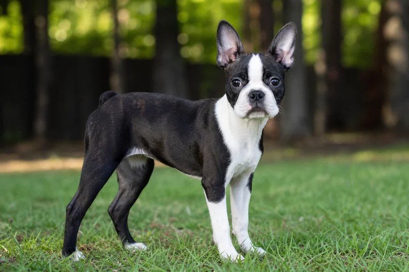 Boston Terrier — puppy (~4 mo)