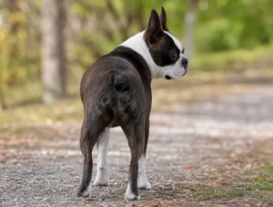 Boston Terrier — rear