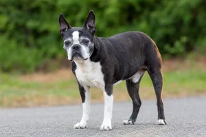 Boston Terrier — senior