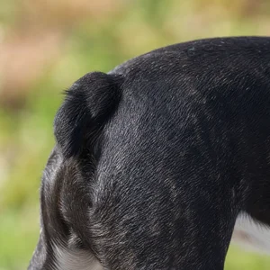 Boston Terrier — tail