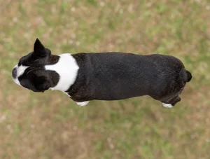 Boston Terrier — top