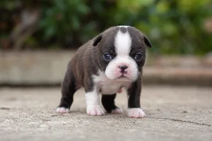 Boston Terrier — young puppy (~1 mo)