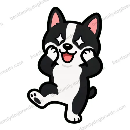 Boston Terrier dog meme sticker preview