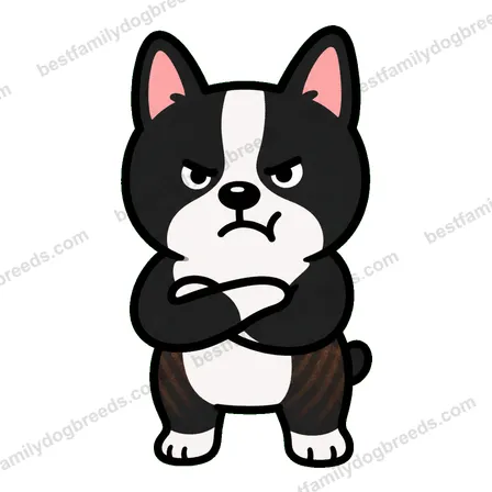 Boston Terrier sticker 7