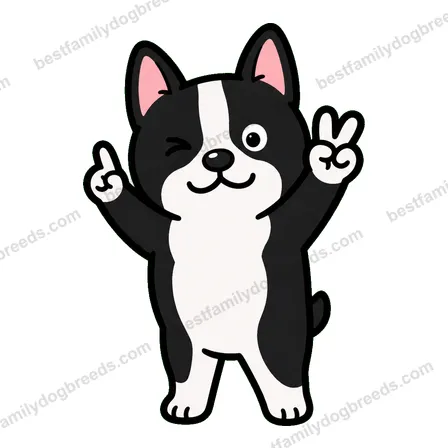 Boston Terrier sticker 12