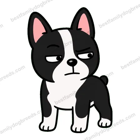 Boston Terrier suspicious dog meme sticker