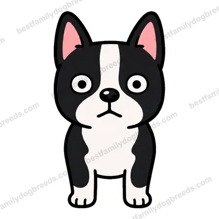 Boston Terrier dog staring meme sticker