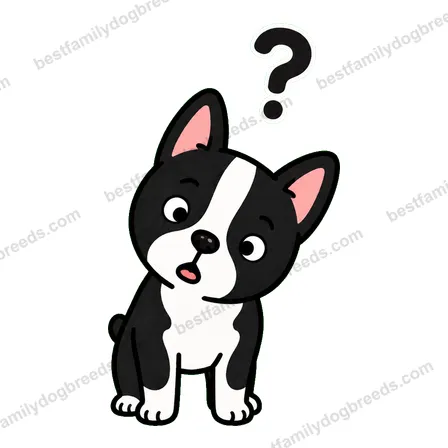 Boston Terrier dog meme sticker preview