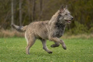 Bouvier des Ardennes — running