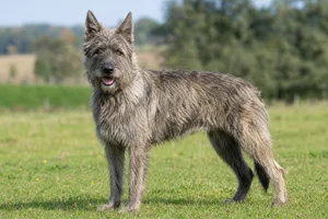 Bouvier des Ardennes — adult